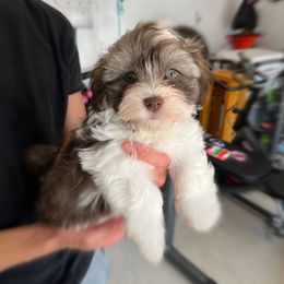 Havanese Puppies from Havanese Puppies of the Northshore