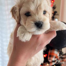 Cockapoo, Double Doodle, and Poodle Puppies from Cedar Creek Canines