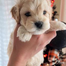 Cockapoo, Double Doodle, and Poodle Puppies from Cedar Creek Canines