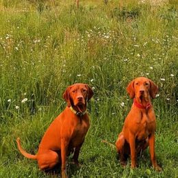 Vizslas from True Heritage Vizsla kennel