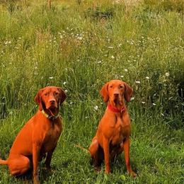 Vizslas from True Heritage Vizsla kennel