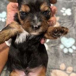 Mochi - Black and tan male Yorkshire Terrier puppy in Ocala, Florida from Yorkie  And Shih Tzu Love