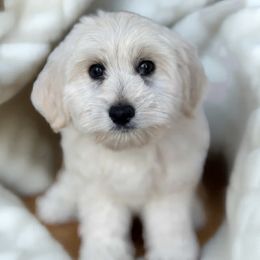 Hazel - Maltipoo