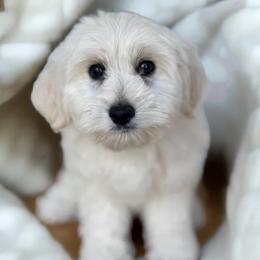 Hazel - Maltipoo