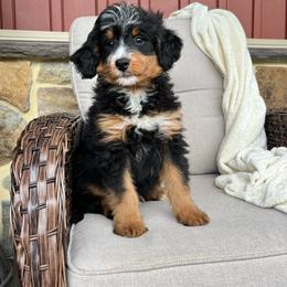 Bruno - Tri-color male Bernedoodle puppy in Holtwood, Pennsylvania from Country Ridge Puppies