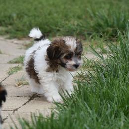 Paige Boy 2 - White and tan male Russell Terrier puppy in Middletown, Virginia from DBF Russell Terriers