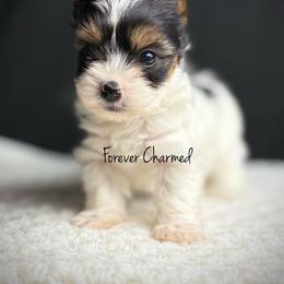 Girl 3 - Black tan and white female Biewer Terrier puppy in Lathrop, California from Forever Charmed