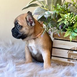 French Bulldog Puppies from Shining K Ranch