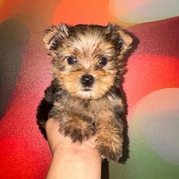 Uno - Black and tan male Yorkshire Terrier puppy in Flowood, Mississippi from Prissy PawPals