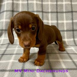 Brownie - Chocolate and tan male Dachshund puppy in Carlsbad, Texas from MV Mini Dachshunds