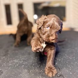 Delta - Orange Collar - Brown and white female Portuguese Water Dog puppy in Colorado Springs, Colorado from Melissa's Portuguese Water Dogs