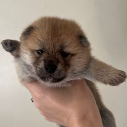 Bruno - Red male Shiba Inu puppy in Racine, Wisconsin from Belle City Shibas