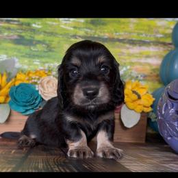 Sirius - Black and cream male Dachshund puppy in Floresville, Texas from Muddy River Dachshunds