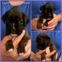 Light purple - Brindle female Boxer puppy in Butler, Pennsylvania from Schaible's Boxer Huddle