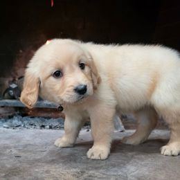 Stuffing - Light golden female Golden Retriever puppy in Eugene, Oregon from Oregon's Legendary Goldendoodles