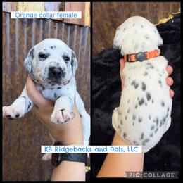 Orange Collar Female - White and black female Dalmatian puppy in Colome, South Dakota from KB Ridgebacks and Dals, LLC