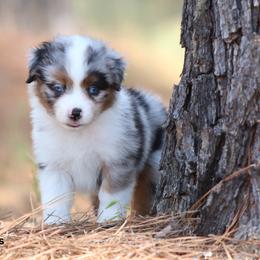 Gigi - Blue merle female Miniature American Shepherd puppy in Mineola, Texas from Southern Star Miniature American Shepherds