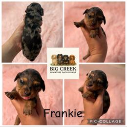 Frankie - Dapple female Dachshund puppy in Durant, Oklahoma from Big Creek Mini Dachshund