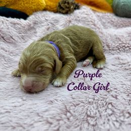 Girl 1 - Apricot female Australian Labradoodle puppy in Rhode Island from Highland Beach Labradoodles