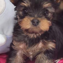 Little Abigail - Black and gold female Yorkshire Terrier puppy in Orlando, Florida from Twilights Yorkies FL