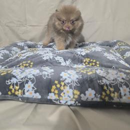 Baby Girl - Chocolate sable female Pomeranian puppy in Texas from Ruby's Poms