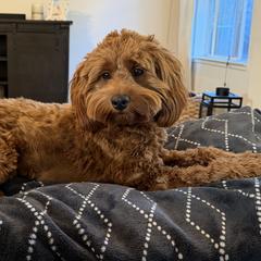 Bernedoodles and Goldendoodles from Dainty Doodle Dogs