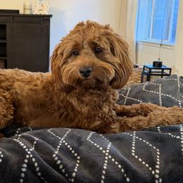 Bernedoodles and Goldendoodles from Dainty Doodle Dogs