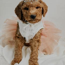 Dancer - Red  female Goldendoodle puppy in Otisville, Michigan from Danie’s Darling Doodles LLC