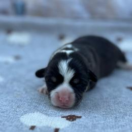 Sage - Black and tan female Pembroke Welsh Corgi puppy in Hope, Arkansas from Foxy Knoll Farm