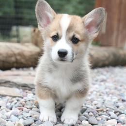 Cedar - Sable male Pembroke Welsh Corgi puppy in Plains, Montana from Diamond Corgis