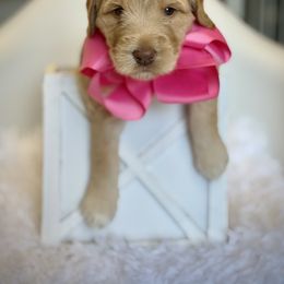 Pink Collar Girl - Caramel cream female Australian Labradoodle puppy in Wake Forest, North Carolina from Lucky Country Labradoodles