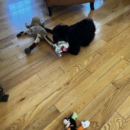 Miniature Schnauzer Puppies from Kani Miniature Schnauzers