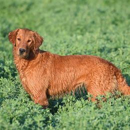 Golden Retrievers from Castle Au Retrievers