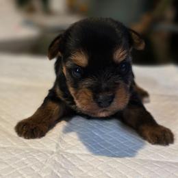 Lola's Boy 2 - Black and tan male Yorkshire Terrier puppy in Aiken, South Carolina from Sio's Yorkies