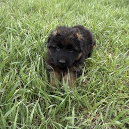Orange male - Black and red male German Shepherd puppy in Herrick, South Dakota from Dakota Shepherds Kennels