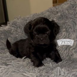 Pearl - Black female Shih Tzu puppy in Hull, Georgia from Precious to the world Shih Tzu’s