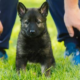 German Shepherd Puppies from Faoladh German Shepherds