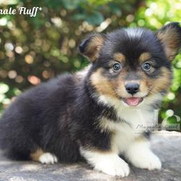Ellie - Black and tan female Pembroke Welsh Corgi puppy in Straughn, Alabama from Magnolia Creek Corgis