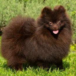 Crush - Pomeranian