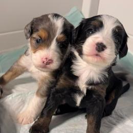 Girl 1 - Tri-color female Bernedoodle puppy in Perryville, Maryland from Heavenly Heritage Dachshunds and Doods