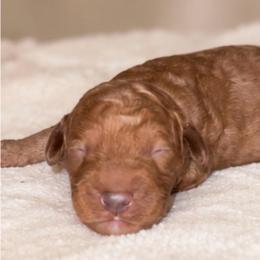 Woods - Red  male Goldendoodle puppy in Hopkins County, Texas from Boutique Doodles
