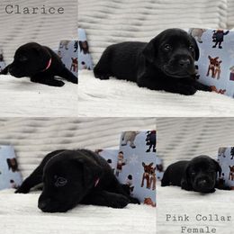 Clarice - Black female Labrador Retriever puppy in Boyd, Minnesota from Lindley Labradors