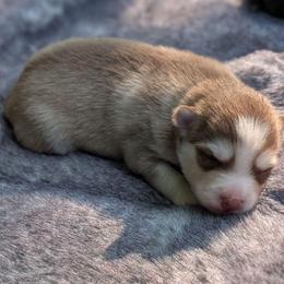 Bosco - Male - Chocolate male Pomsky puppy in Hurleyville, New York from My Crazy Pomskys