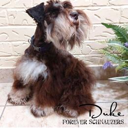 Duke - Miniature Schnauzer