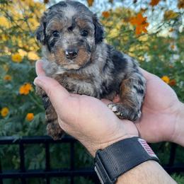 Aussiedoodle and Bernedoodle Puppies from LolliPop Farms