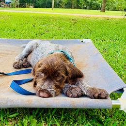 Rider - Brown and gray male Wirehaired Pointing Griffon puppy in Shelbyville, Texas from AndersonK9Kennels Bayou Beards