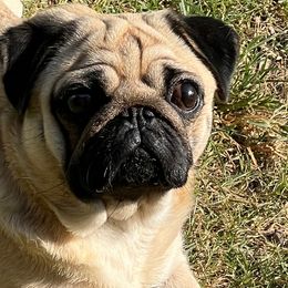 Selma - Pug