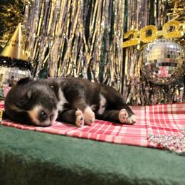 Maroon - Agouti and white female Siberian Husky puppy in York, Pennsylvania from Spalla Pups