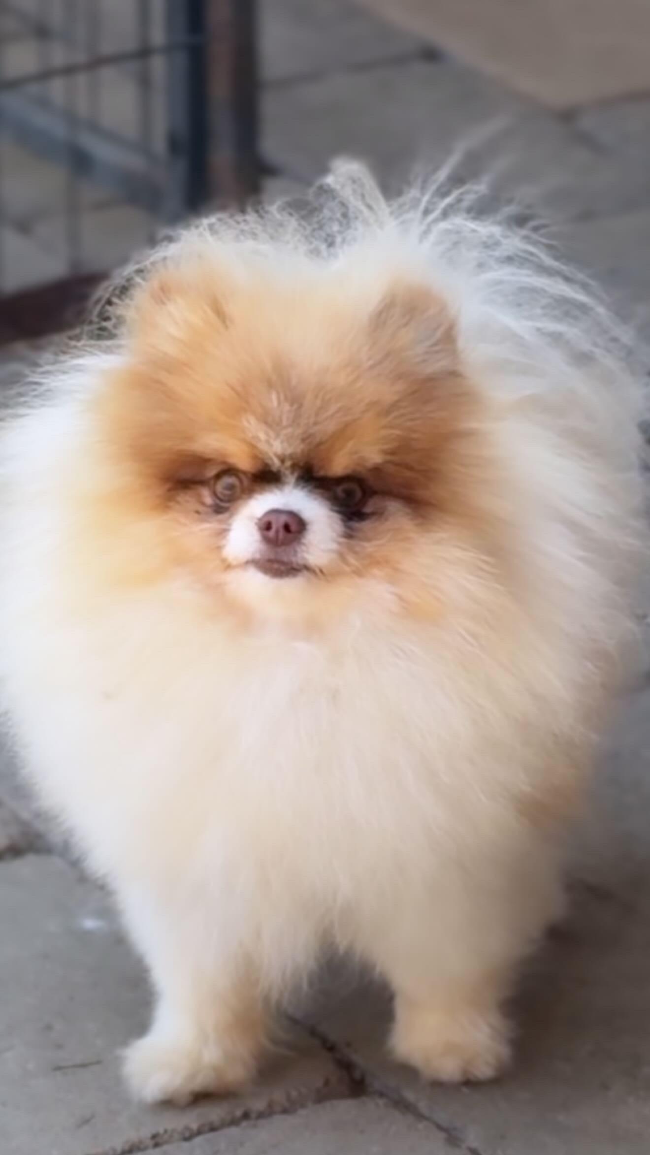 Dumpling