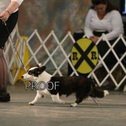 Sassy - Cardigan Welsh Corgi